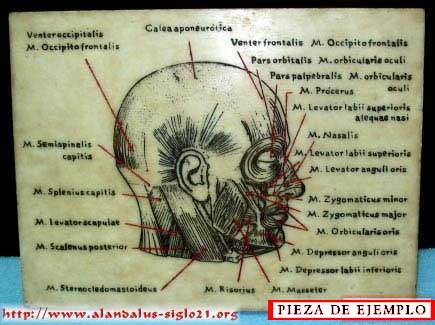 Grabado anatómico en mármol de una cabeza humana