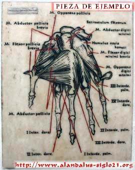 Grabado anatmico en mrmol de una mano humana