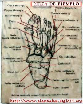 Grabado anatmico en mrmol de un pie humano