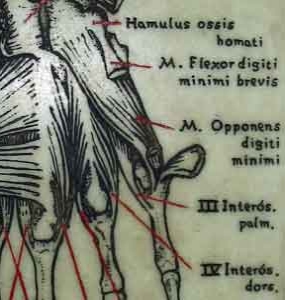 Grabado anatmico en mrmol de una mano humana