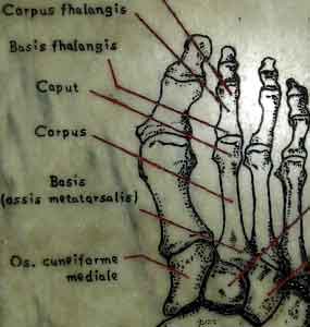 Grabado anatómico en mármol de un pie humano